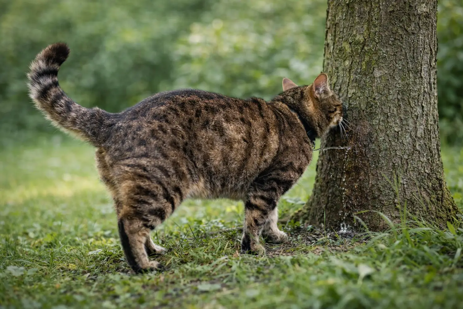 Marquage urinaire du chat stérilisé : causes et solutions